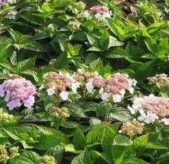 Hortensia (Hydrangea Macrophylla 'Mariesii Perfecta') -Aanbiedingen Tuin Ziel Winkel 20120225172403 2