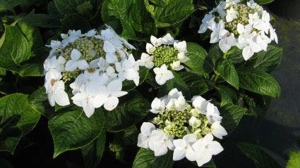 Hortensia (Hydrangea Macrophylla 'Lanarth White') 2 Hortensia (Hydrangea Macrophylla 'Lanarth White') - Afbeelding 2