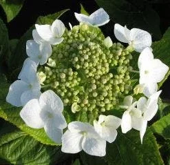 Hortensia (Hydrangea Macrophylla 'Lanarth White') 7 Hortensia (Hydrangea Macrophylla 'Lanarth White') -Aanbiedingen Tuin Ziel Winkel 20120225172724 4