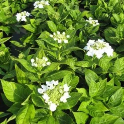 Hortensia (Hydrangea Macrophylla 'Lanarth White') 8 Hortensia (Hydrangea Macrophylla 'Lanarth White') -Aanbiedingen Tuin Ziel Winkel 20120225172750 4