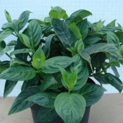 Hortensia (Hydrangea Macrophylla 'Lanarth White') 9 Hortensia (Hydrangea Macrophylla 'Lanarth White') -Aanbiedingen Tuin Ziel Winkel 20120305134546 4