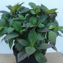 Hortensia (Hydrangea 'Preziosa') 9 Hortensia (Hydrangea 'Preziosa') -Aanbiedingen Tuin Ziel Winkel 20120305135330 2