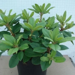 Rhododendron (Rhododendron Catawbiense 'Boursault') -Aanbiedingen Tuin Ziel Winkel 20120305135536 2