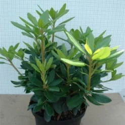 Rhododendron (Rhododendron Catawbiense 'Grandiflorum') 17 Rhododendron (Rhododendron Catawbiense 'Grandiflorum') -Aanbiedingen Tuin Ziel Winkel 20120305135657 13