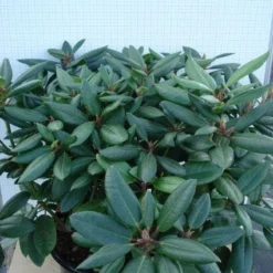 Rhododendron (Rhododendron Catawbiense 'Boursault') -Aanbiedingen Tuin Ziel Winkel 20120305140234 2