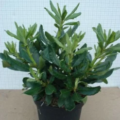 Rhododendron (Rhododendron 'Nova Zembla') -Aanbiedingen Tuin Ziel Winkel 20120305140253 7