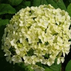 Hortensia (Hydrangea 'Strong Annabelle') 30 Hortensia (Hydrangea 'Strong Annabelle') -Aanbiedingen Tuin Ziel Winkel 20120716105647 1