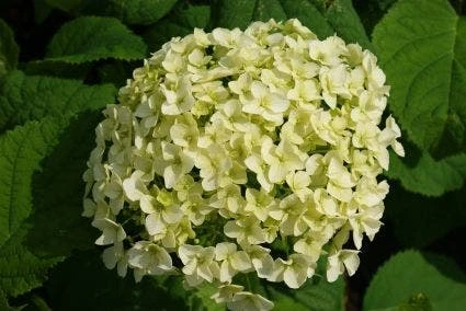 Hortensia (Hydrangea 'Strong Annabelle') 14 Hortensia (Hydrangea 'Strong Annabelle') - Afbeelding 14