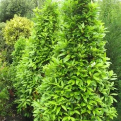Echte Laurier Als Piramide (Laurus Nobilis) -Aanbiedingen Tuin Ziel Winkel 20120821144442 7 1