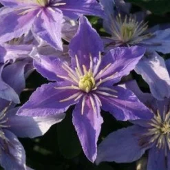 Bosrank (Clematis 'Justa') 11 Bosrank (Clematis 'Justa') -Aanbiedingen Tuin Ziel Winkel 20120919134614 1 1