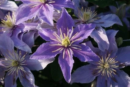 Bosrank (Clematis 'Justa') 6 Bosrank (Clematis 'Justa') - Afbeelding 6