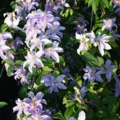 Bosrank (Clematis 'Justa') 8 Bosrank (Clematis 'Justa') -Aanbiedingen Tuin Ziel Winkel 20120919134633 1