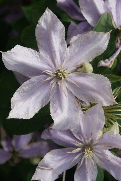 Bosrank (Clematis 'Justa') 1 Bosrank (Clematis 'Justa')