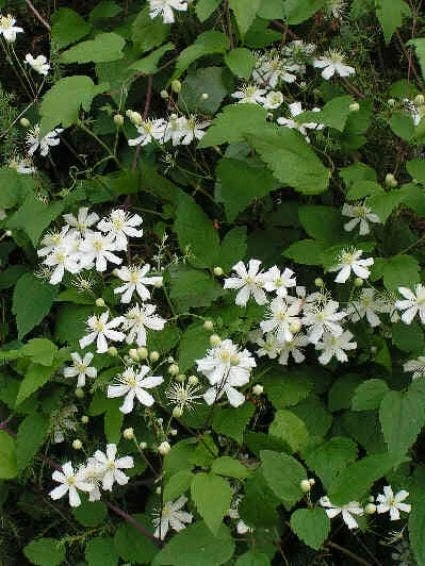 Bosrank (Clematis 'Paul Farges') 3 Bosrank (Clematis 'Paul Farges') - Afbeelding 3