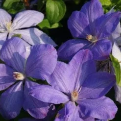 Bosrank (Clematis 'Mrs Cholmondeley') 15 Bosrank (Clematis 'Mrs Cholmondeley') -Aanbiedingen Tuin Ziel Winkel 20120919151745 1