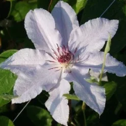 Bosrank (Clematis 'Snow Queen') -Aanbiedingen Tuin Ziel Winkel 20120919152528 1