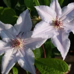 Bosrank (Clematis 'Snow Queen') -Aanbiedingen Tuin Ziel Winkel 20120919152541 1