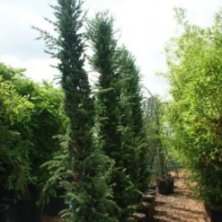 Zuilvormige Ceder (Cedrus Libani 'Fastigiata') 20 Zuilvormige Ceder (Cedrus Libani 'Fastigiata') -Aanbiedingen Tuin Ziel Winkel 20121003161759 10