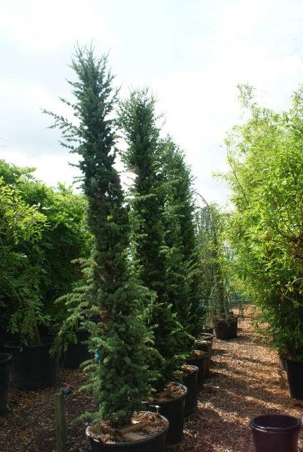 Zuilvormige Ceder (Cedrus Libani 'Fastigiata') 6 Zuilvormige Ceder (Cedrus Libani 'Fastigiata') - Afbeelding 6