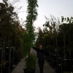 Blauwe Regen (Wisteria Sinensis) -Aanbiedingen Tuin Ziel Winkel 20121012085312 13