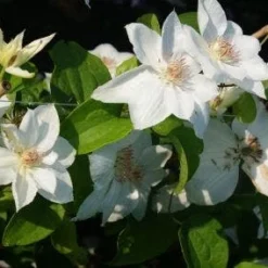 Bosrank (Clematis 'Mrs George Jackman')