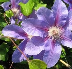 Bosrank (Clematis 'Etoile De Malicorne')