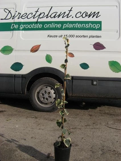 Kaukasische Klimop (Hedera Colchica 'Dentata Variegata') 2 Kaukasische Klimop (Hedera Colchica 'Dentata Variegata') - Afbeelding 2