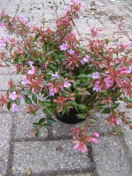 Abelia (Abelia Grandiflora 'Hopleys') 5 Abelia (Abelia Grandiflora 'Hopleys') - Afbeelding 5