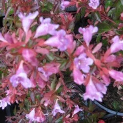 Abelia (Abelia Grandiflora 'Hopleys') 7 Abelia (Abelia Grandiflora 'Hopleys') -Aanbiedingen Tuin Ziel Winkel 20121121151129 6