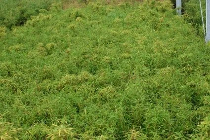 Niet Woekerende Bamboe (Fargesia Murieliae 'Simba') 5 Niet Woekerende Bamboe (Fargesia Murieliae 'Simba') - Afbeelding 5