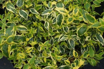 Abelia (Abelia Grandiflora 'Hopleys') 2 Abelia (Abelia Grandiflora 'Hopleys') - Afbeelding 2