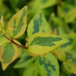 Abelia (Abelia Grandiflora 'Kaleidoscope') 14 Abelia (Abelia Grandiflora 'Kaleidoscope') -Aanbiedingen Tuin Ziel Winkel 20121229104320 2