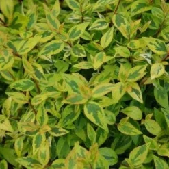 Abelia (Abelia Grandiflora 'Kaleidoscope') 13 Abelia (Abelia Grandiflora 'Kaleidoscope') -Aanbiedingen Tuin Ziel Winkel 20121229104341 2