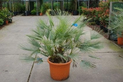 Dwergpalm (Chamaerops Humilis 'Cerifera') 2 Dwergpalm (Chamaerops Humilis 'Cerifera') - Afbeelding 2