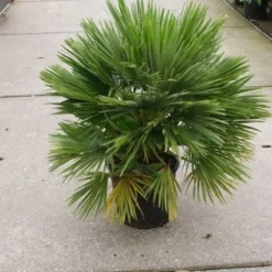 Dwergpalm (Chamaerops Humilis 'Vulcano') -Aanbiedingen Tuin Ziel Winkel 20121229152912 2