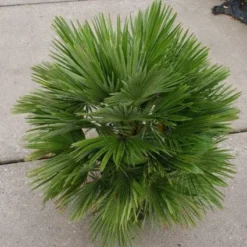 Dwergpalm (Chamaerops Humilis 'Vulcano') -Aanbiedingen Tuin Ziel Winkel 20121229152928 2