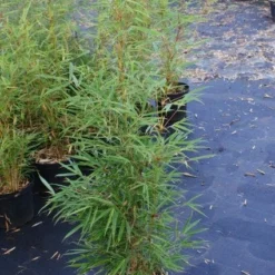 Niet Woekerende Bamboe (Fargesia Robusta) 23 Niet Woekerende Bamboe (Fargesia Robusta) -Aanbiedingen Tuin Ziel Winkel 20130121115128 5