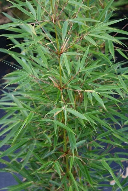 Niet Woekerende Bamboe (Fargesia Robusta) 2 Niet Woekerende Bamboe (Fargesia Robusta) - Afbeelding 2