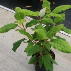 Fluweelhortensia (Hydrangea Aspera 'Macrophylla') -Aanbiedingen Tuin Ziel Winkel 20130121123911 6