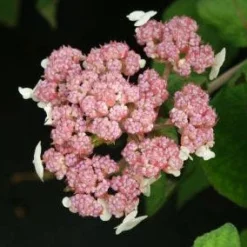 Fluweelhortensia (Hydrangea Aspera 'Macrophylla') -Aanbiedingen Tuin Ziel Winkel 20130121123942 6
