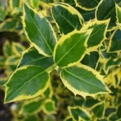 Hulst Op Stam (Ilex 'Argentea Marginata') 8 Hulst Op Stam (Ilex 'Argentea Marginata') -Aanbiedingen Tuin Ziel Winkel 20130121124819 1