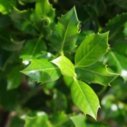 Hulst (Ilex Aquifolium J.C. Van Tol) 10 Hulst (Ilex Aquifolium J.C. Van Tol) -Aanbiedingen Tuin Ziel Winkel 20130121125258 11