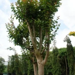 Roze Lagerstroemia Als Boom (Lagerstroemia Indica) -Aanbiedingen Tuin Ziel Winkel 20130121162344 9