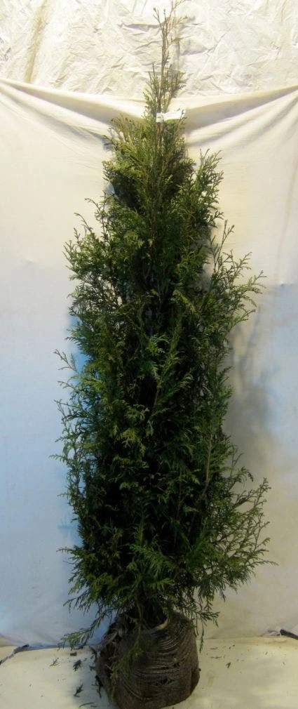 Levensboom (Thuja Plicata 'Martin') 6 Levensboom (Thuja Plicata 'Martin') - Afbeelding 6
