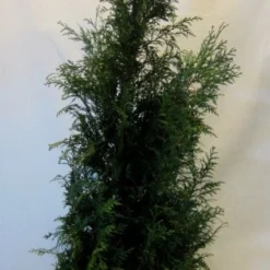 Levensboom (Thuja Plicata 'Martin') 20 Levensboom (Thuja Plicata 'Martin') -Aanbiedingen Tuin Ziel Winkel 20130122151951 8