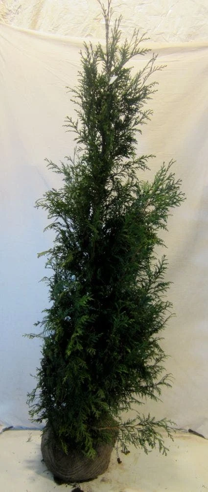 Levensboom (Thuja Plicata 'Martin') 5 Levensboom (Thuja Plicata 'Martin') - Afbeelding 5