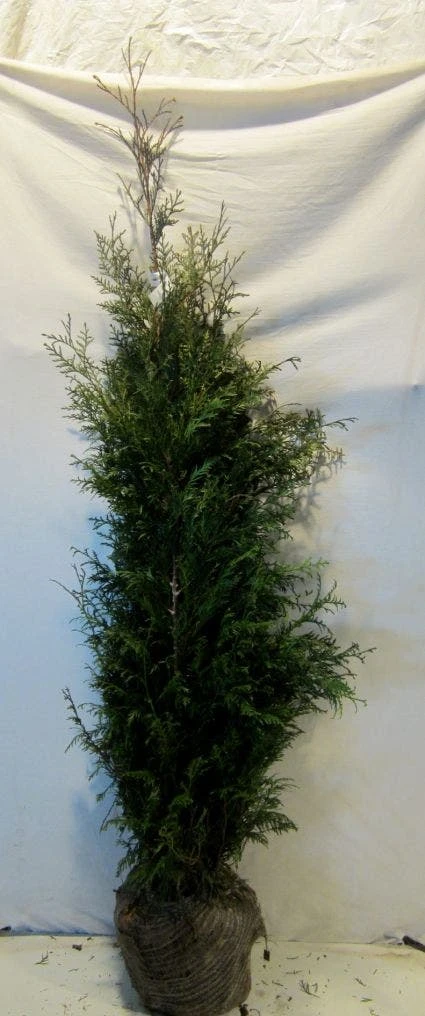 Levensboom (Thuja Plicata 'Martin') 4 Levensboom (Thuja Plicata 'Martin') - Afbeelding 4