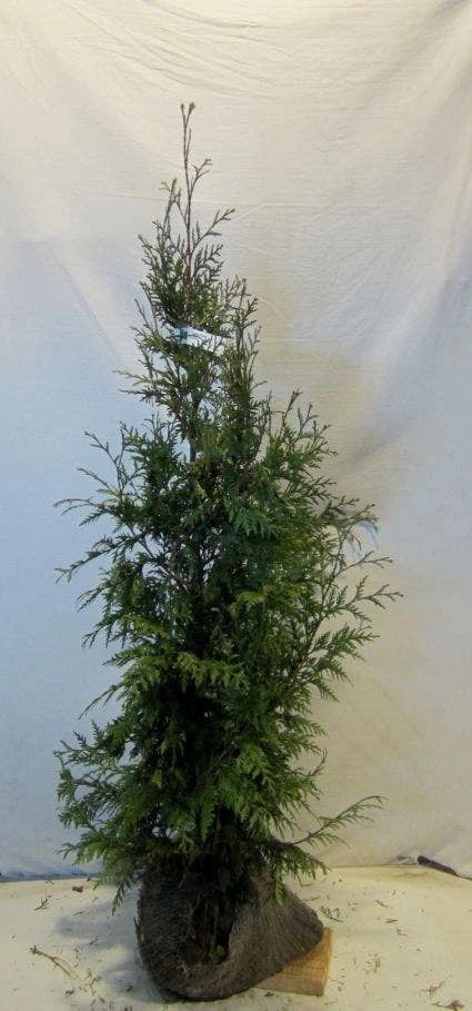 Levensboom (Thuja Plicata 'Martin') 3 Levensboom (Thuja Plicata 'Martin') - Afbeelding 3