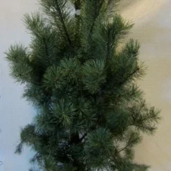 Grove Den, Solitair (Pinus Sylvestris) 16 Grove Den, Solitair (Pinus Sylvestris) -Aanbiedingen Tuin Ziel Winkel 20130125134826 18