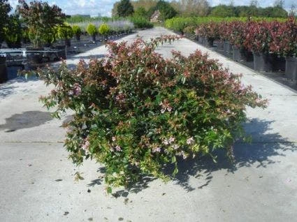 Abelia (Abelia Grandiflora 'Hopleys') 4 Abelia (Abelia Grandiflora 'Hopleys') - Afbeelding 4